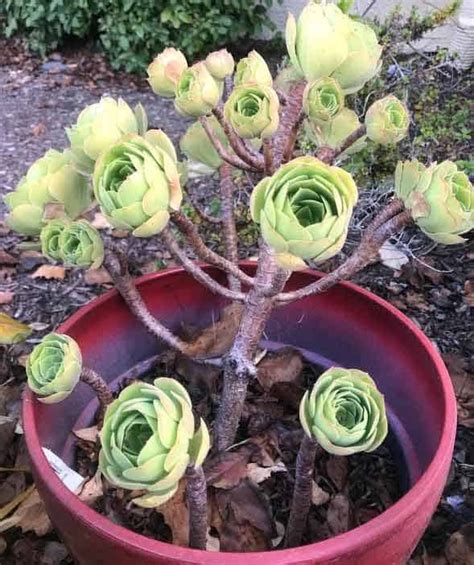 Aeoniums Care, Propagation and Growing Tips.